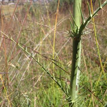 Imagem de Eryngium alternatum Coult. & N. E. Rose