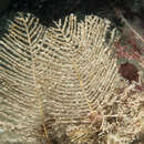 Image of sea spleenwort