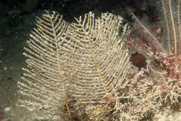 Image of sea spleenwort