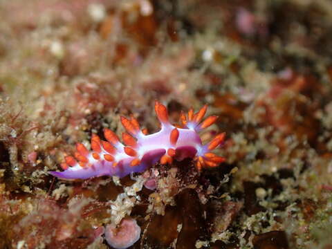 Image of Samla rubropurpurata (Gosliner & Willan 1991)