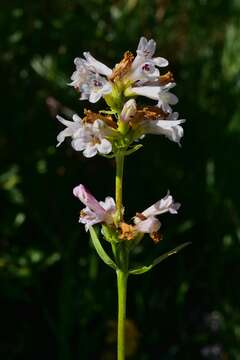 Image of western whiteflower beardtongue