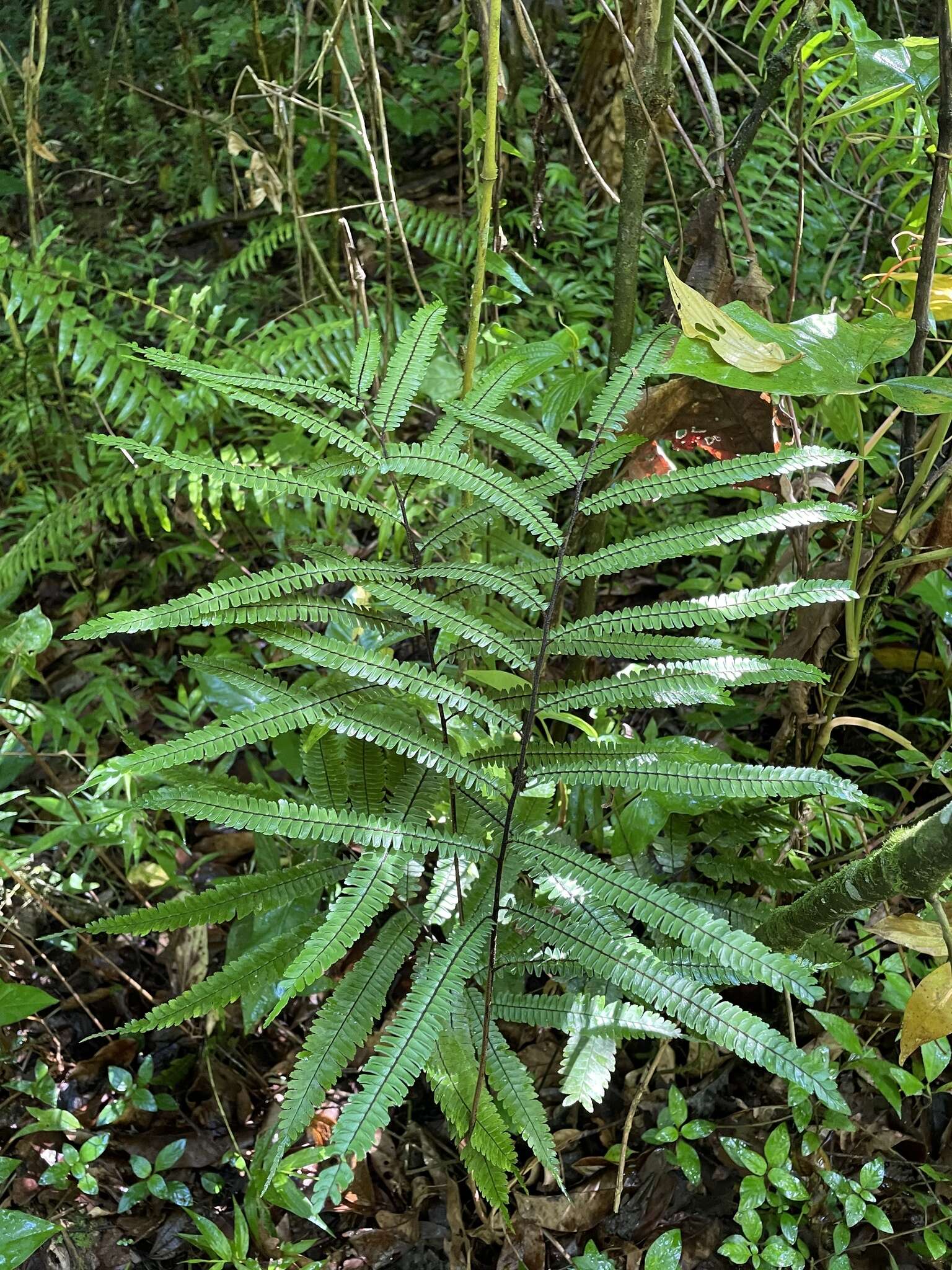 Plancia ëd Adiantum pulverulentum L.