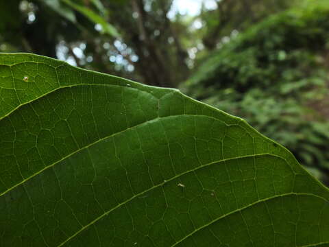 Image of Meliosma simplicifolia subsp. simplicifolia