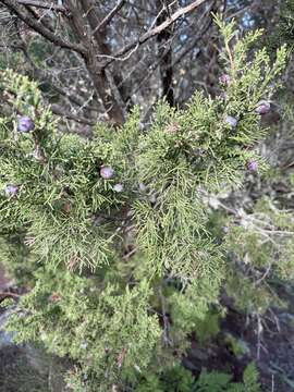 Image of Juniperus phoenicea subsp. phoenicea