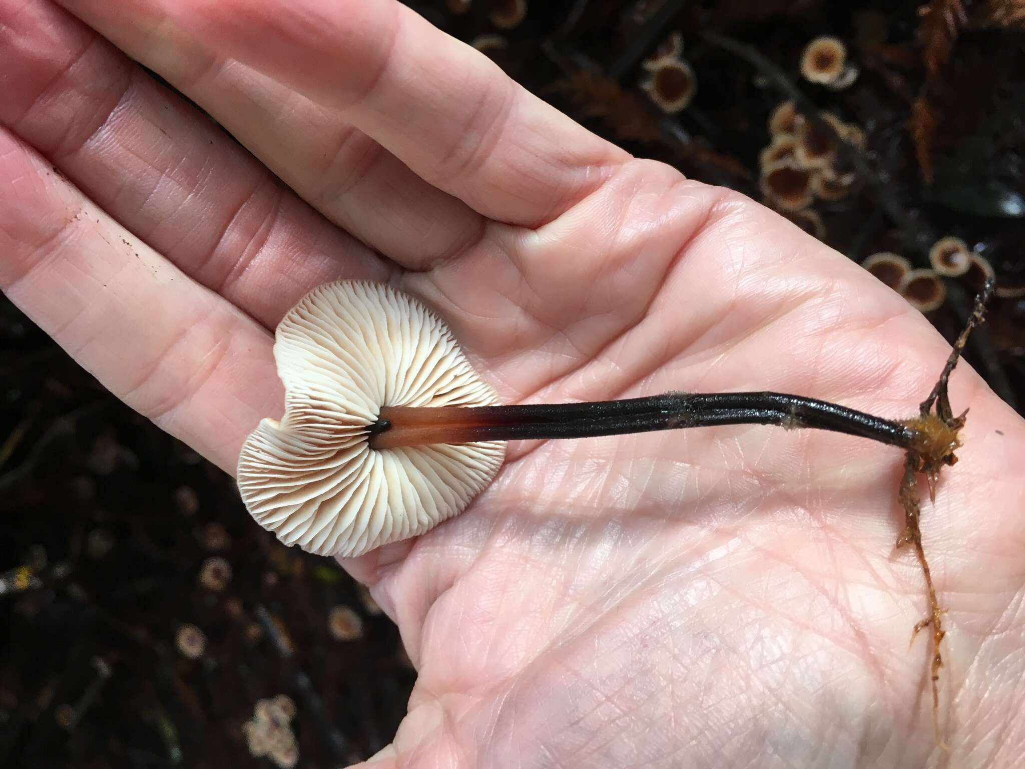 Image of Gymnopus brassicolens (Romagn.) Antonín & Noordel.