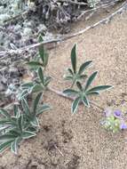 Image of Tidestrom's lupine