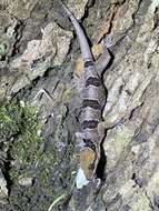 Image of Banded Leaf-toed Gecko