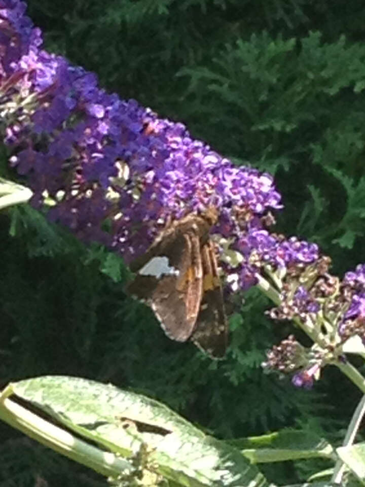 Image of Silver-spotted Skipper