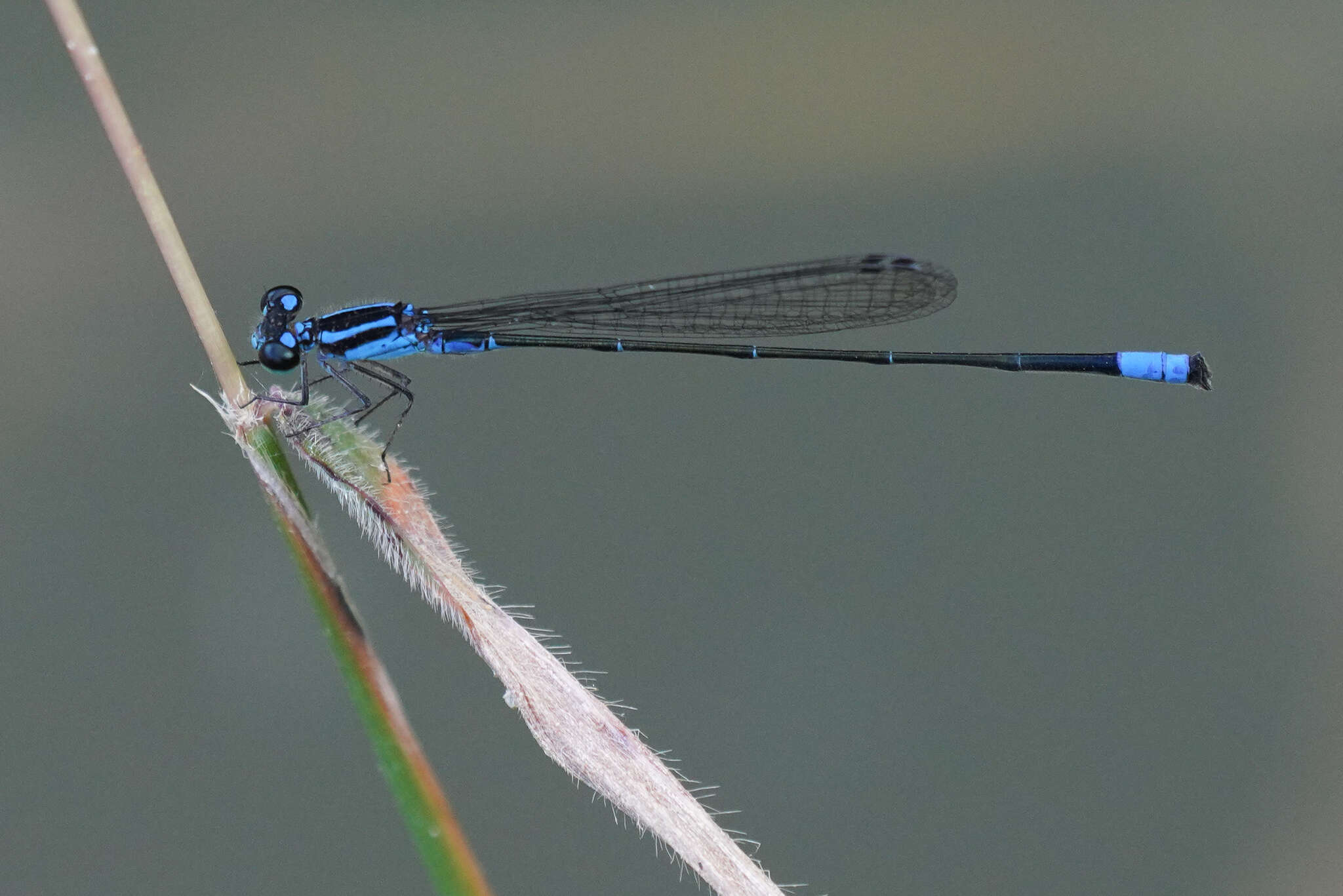 Image of Acanthagrion trilobatum Leonard 1977