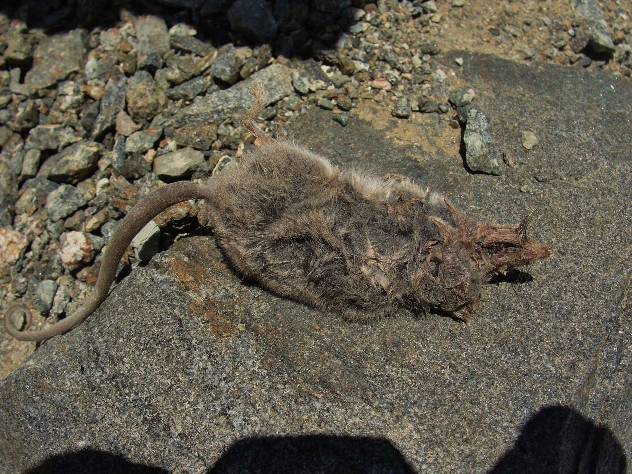 Image of Elegant Fat-tailed Mouse Opossum