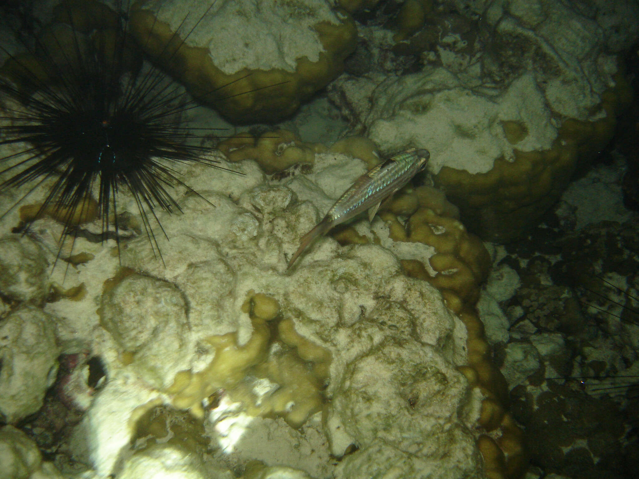 Image of Large toothed cardinalfish