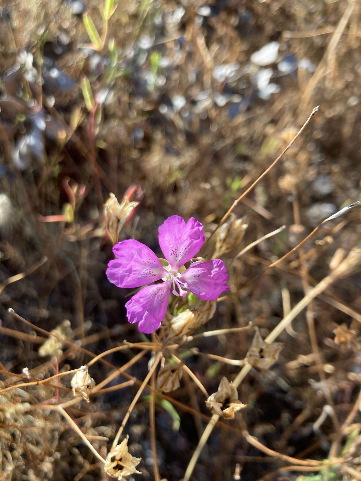 Plancia ëd Clarkia biloba subsp. brandegeae (Jepson) F. H. Lewis & M. E. Lewis