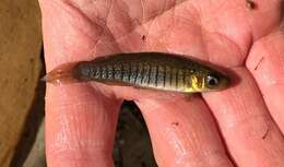 Image of Bayou Topminnow