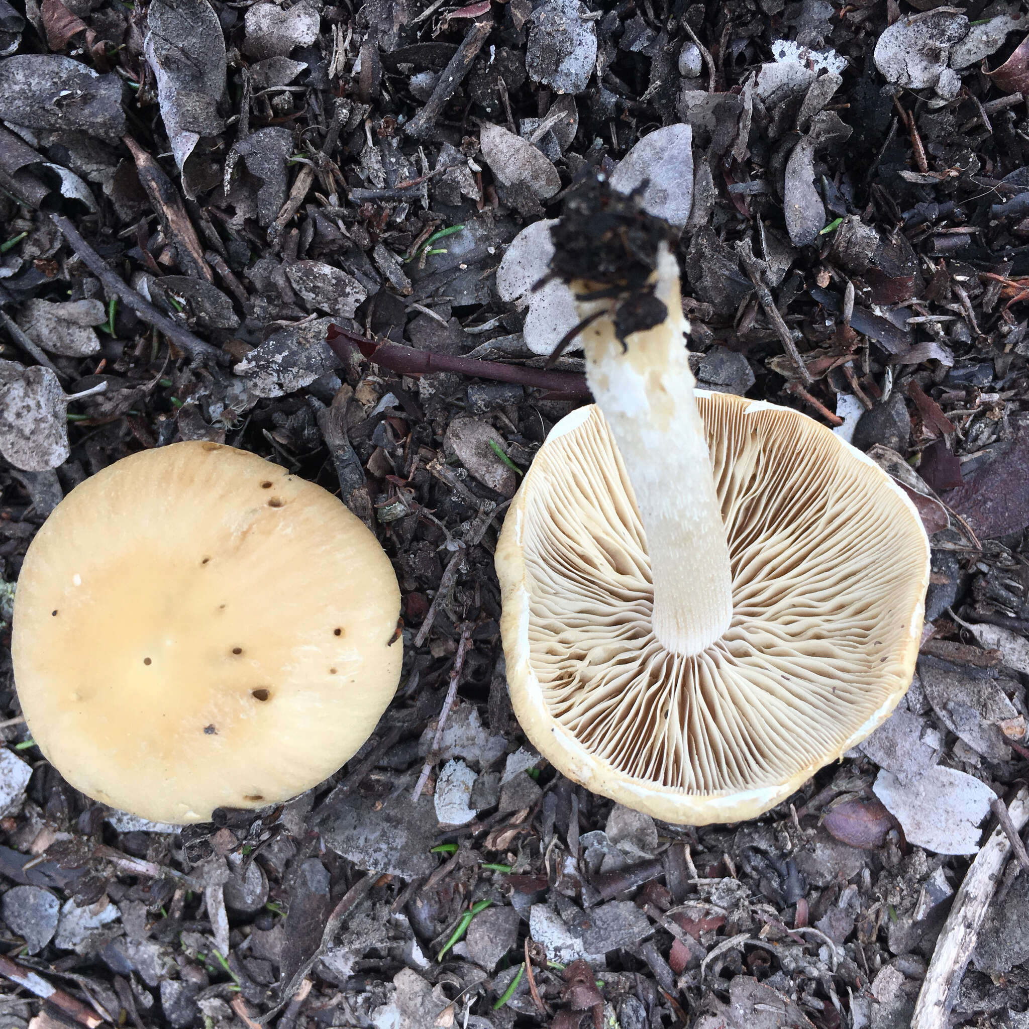 Image of Candolleomyces candolleanus (Fr.) D. Wächt. & A. Melzer