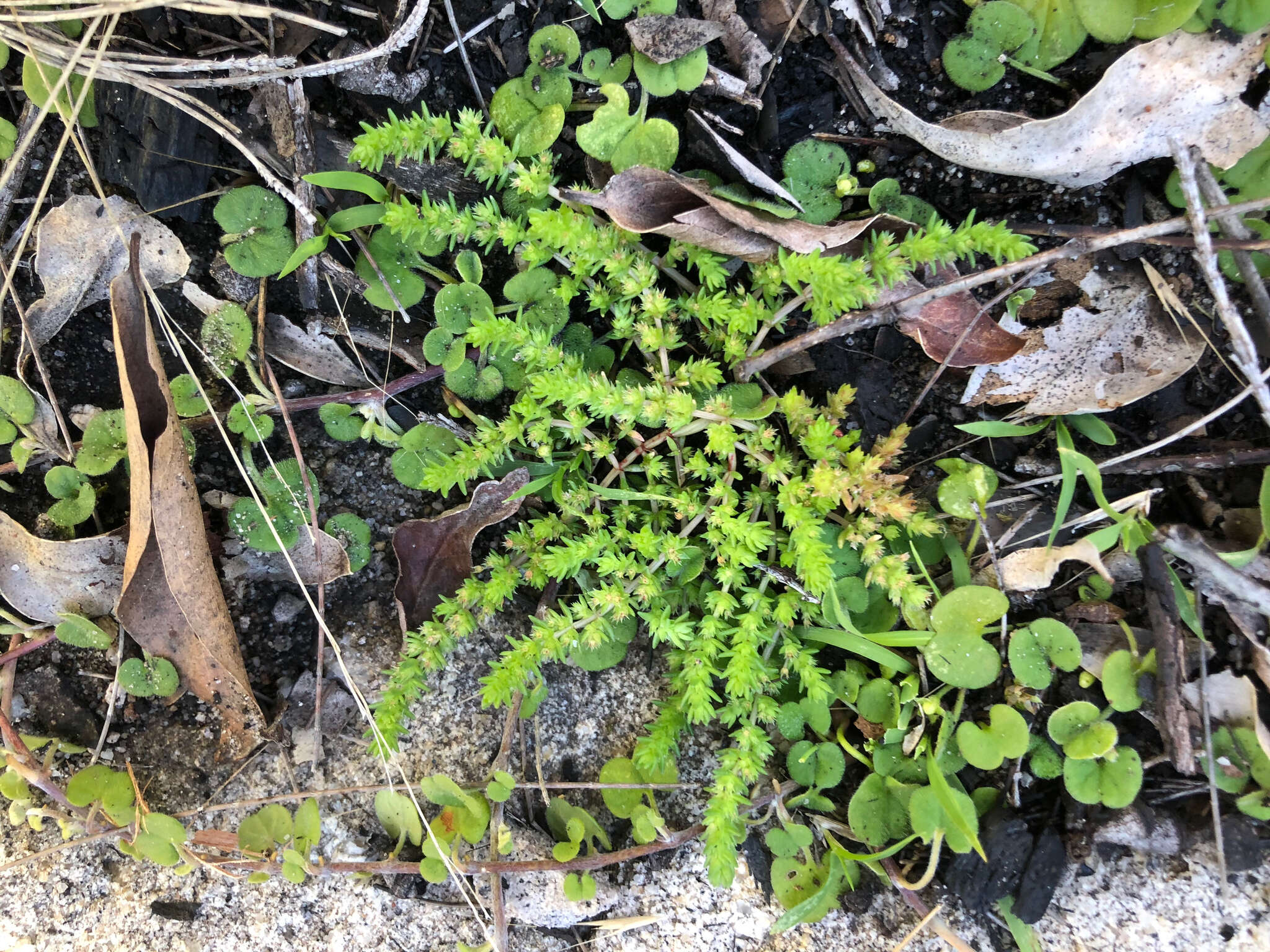 Crassula sieberiana (Schultes & J. H. Schultes) Druce resmi