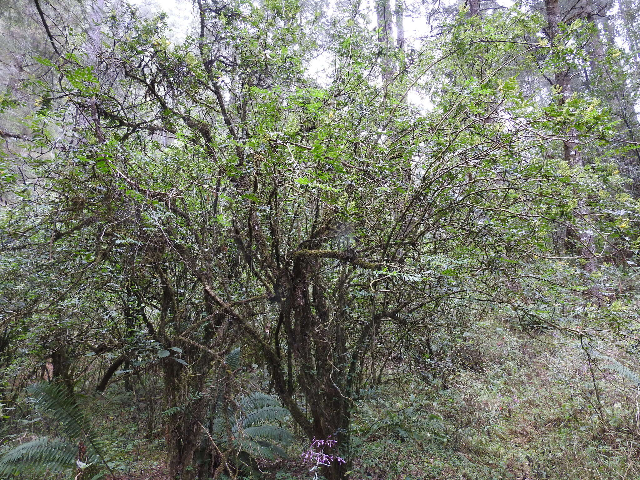 Plancia ëd Berberis moranensis Schult. & Schult. fil.