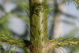 Image of Siberian Fir