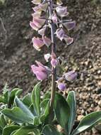 Image of Cobb Mountain lupine