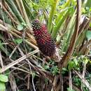 Image of Aechmea sphaerocephala (Gaudich.) Baker