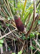 Aechmea sphaerocephala (Gaudich.) Baker的圖片