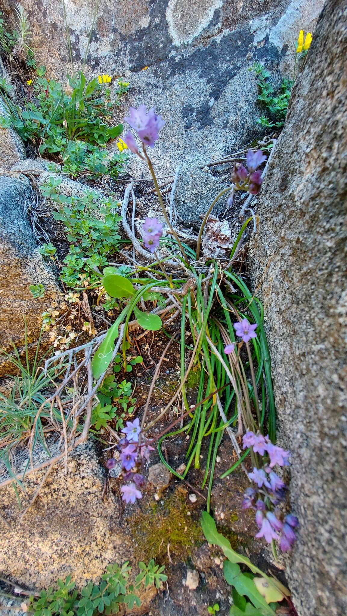 Image of Brimeura fastigiata (Viv.) Chouard