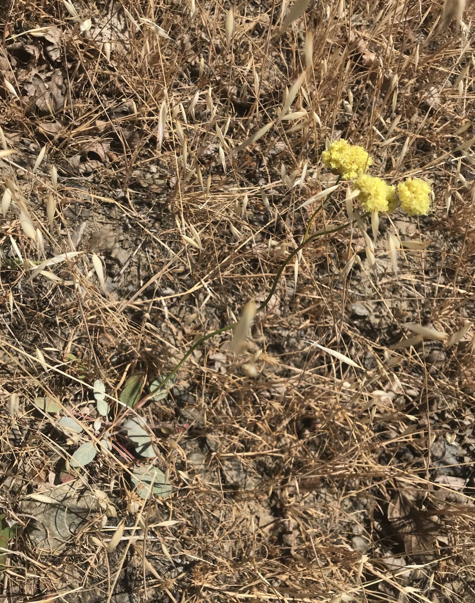 Imagem de Eriogonum nudum var. oblongifolium S. Wats.