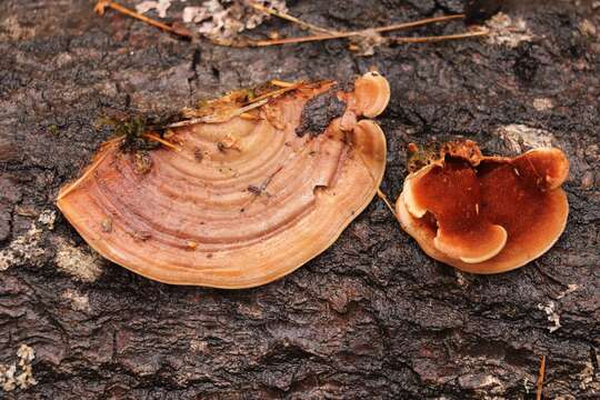 Image of Metuloidea murashkinskyi (Burt) Miettinen & Spirin 2016