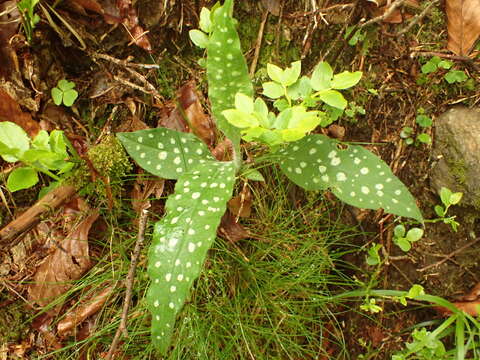 Sivun Pulmonaria stiriaca A. Kerner kuva