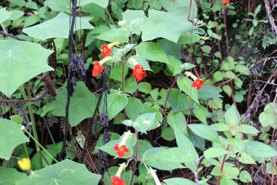 Image of Achimenes antirrhina (DC.) C. V. Morton