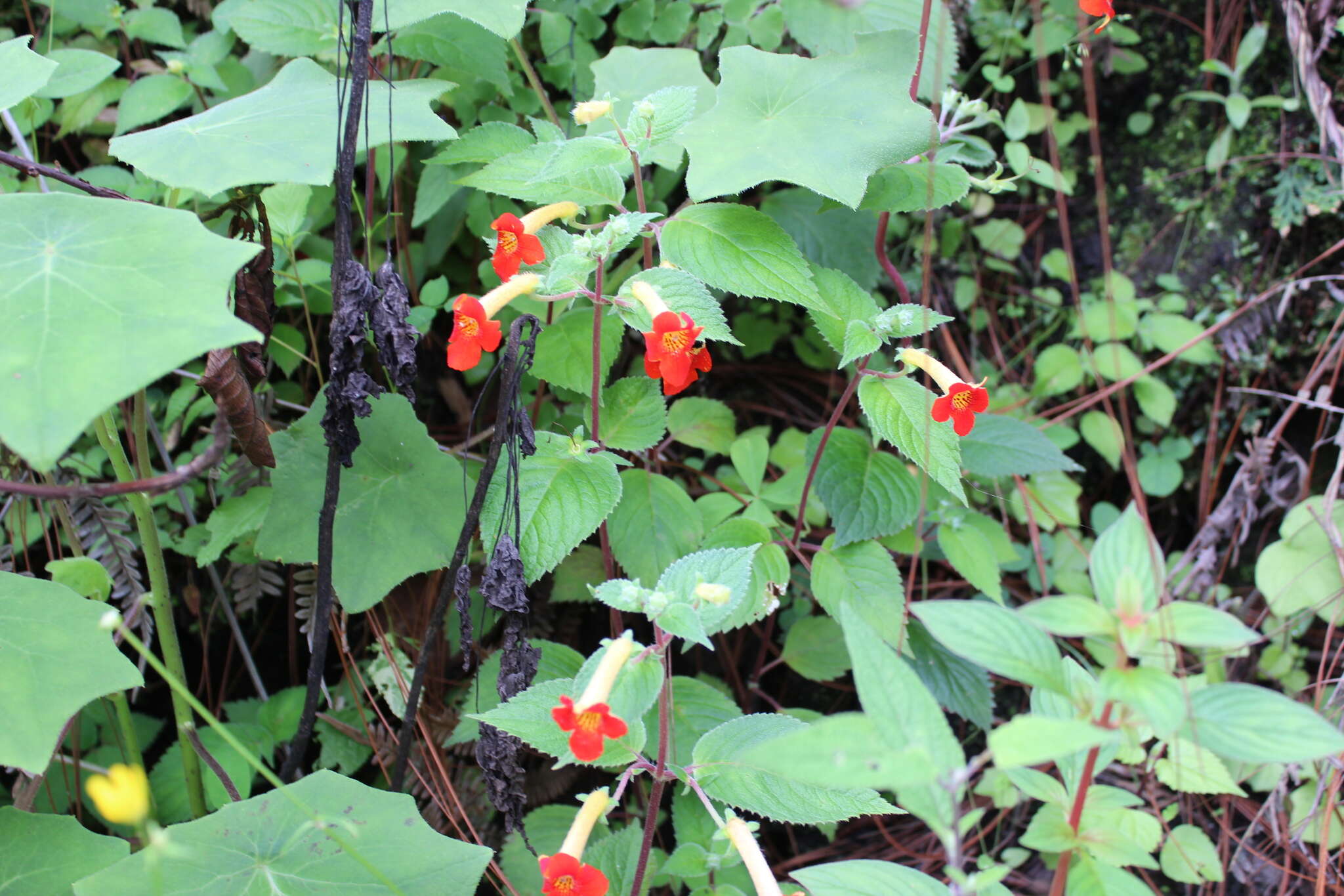 Imagem de Achimenes antirrhina (DC.) C. V. Morton