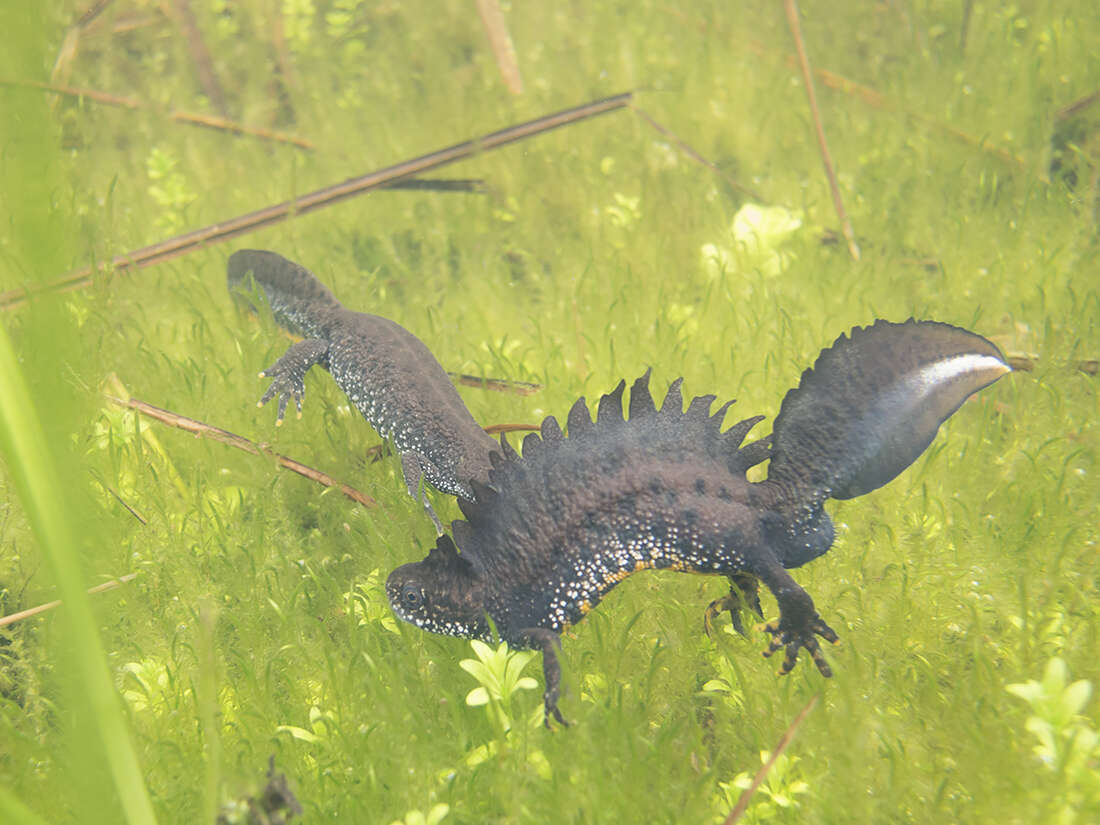 Image of Great Crested Newt