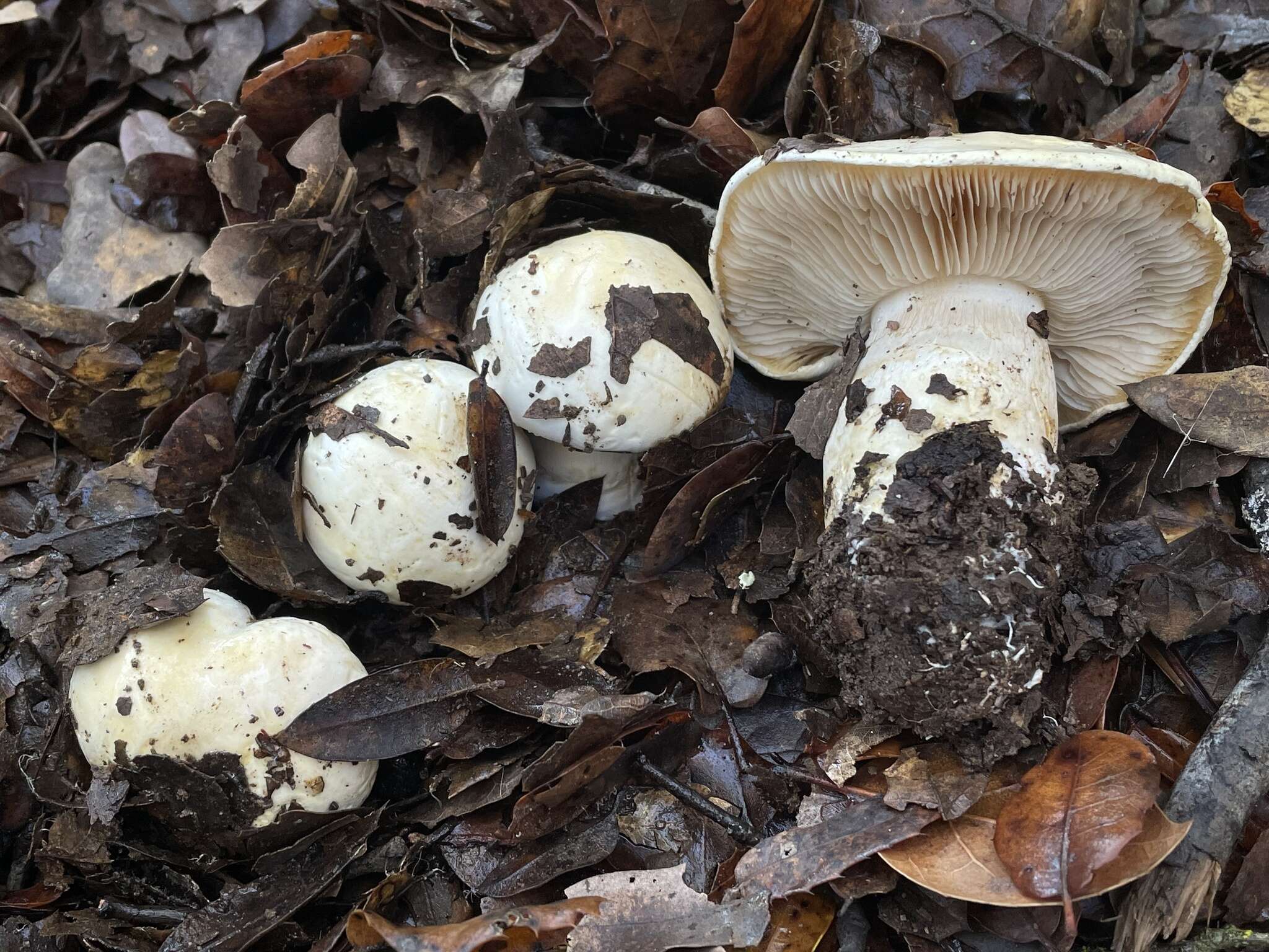 Image of Cortinarius albofragrans Ammirati & M. M. Moser 1997