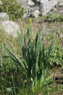 Image of Allium platyspathum Schrenk