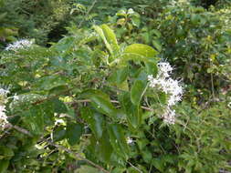 Image de Glossocarya hemiderma (F. Muell. ex Benth.) Benth. ex B. D. Jacks.