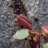 Image of Erythranthe taylorii G. L. Nesom