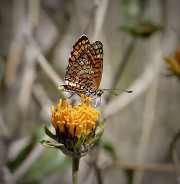 Image of Dymasia dymas imperialis Bauer 1959