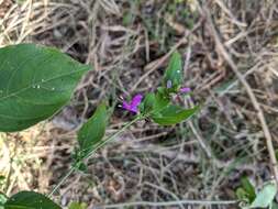 Image of Hypoestes purpurea (L.) R. Br.