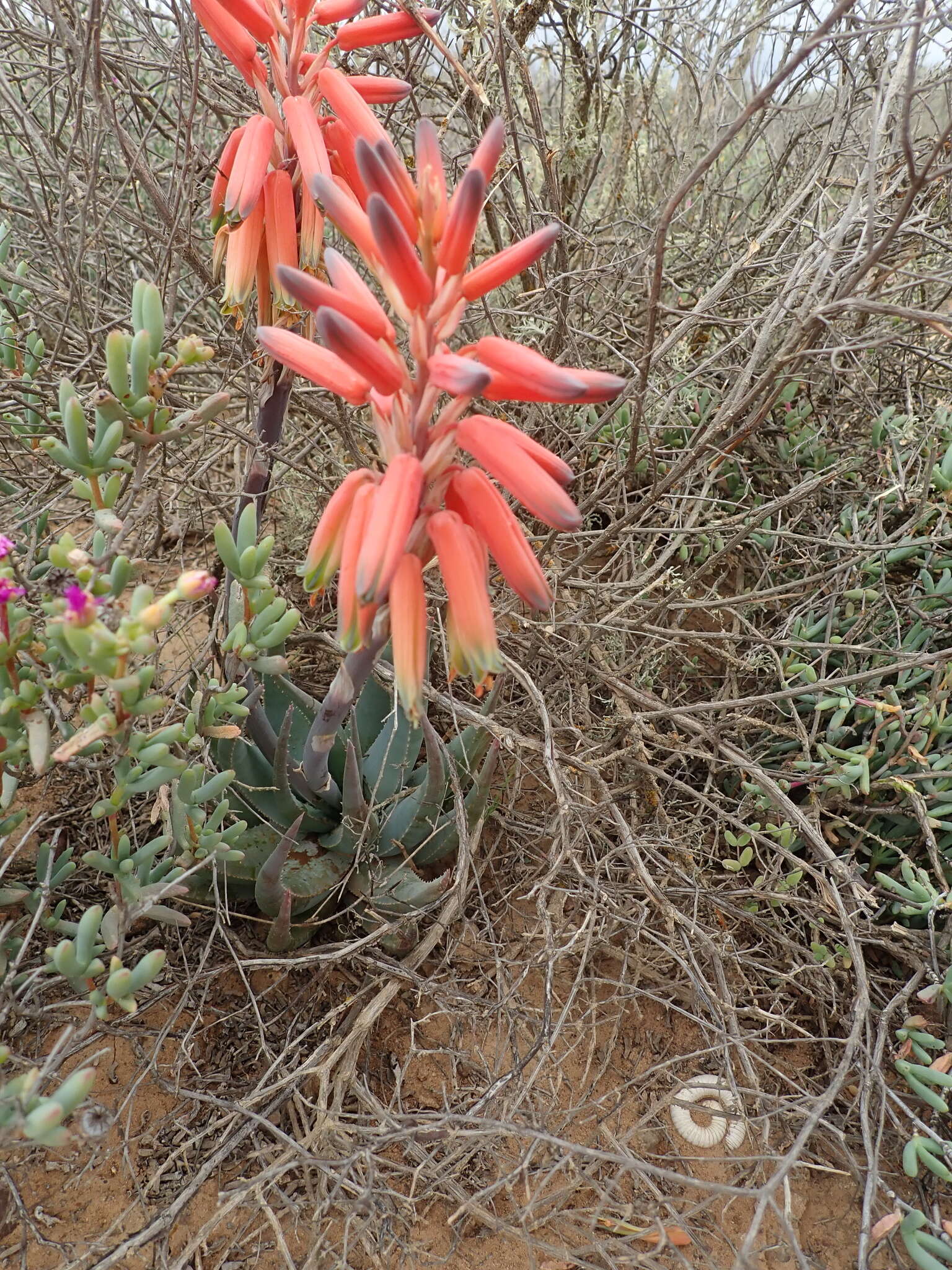 Aloe krapohliana Marloth resmi