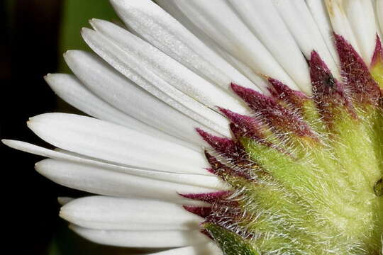 Image de Erigeron galeottii (Hemsl.) Greene