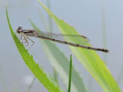 Image de Agrion Posé