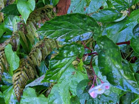 Image of Puerto Rico Begonia