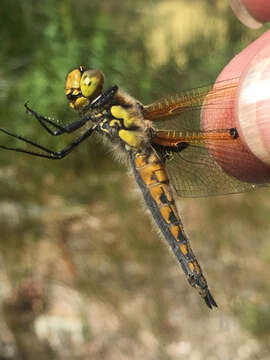 Image of Four-spotted Chaser