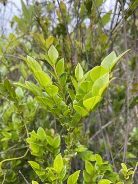 Sivun Diospyros vaccinioides Lindl. kuva