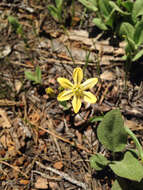 Sivun Triteleia ixioides subsp. anilina (Greene) L. W. Lenz kuva