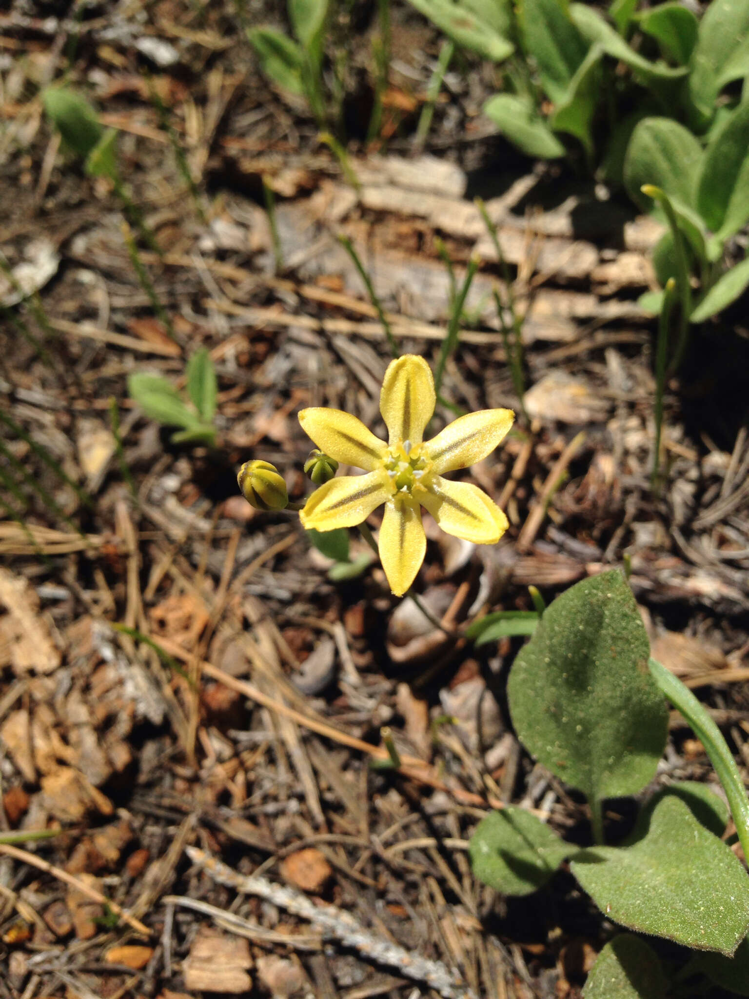 Sivun Triteleia ixioides subsp. anilina (Greene) L. W. Lenz kuva