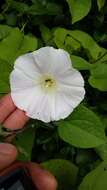 Image de Calystegia silvatica subsp. disjuncta R. K. Brummitt