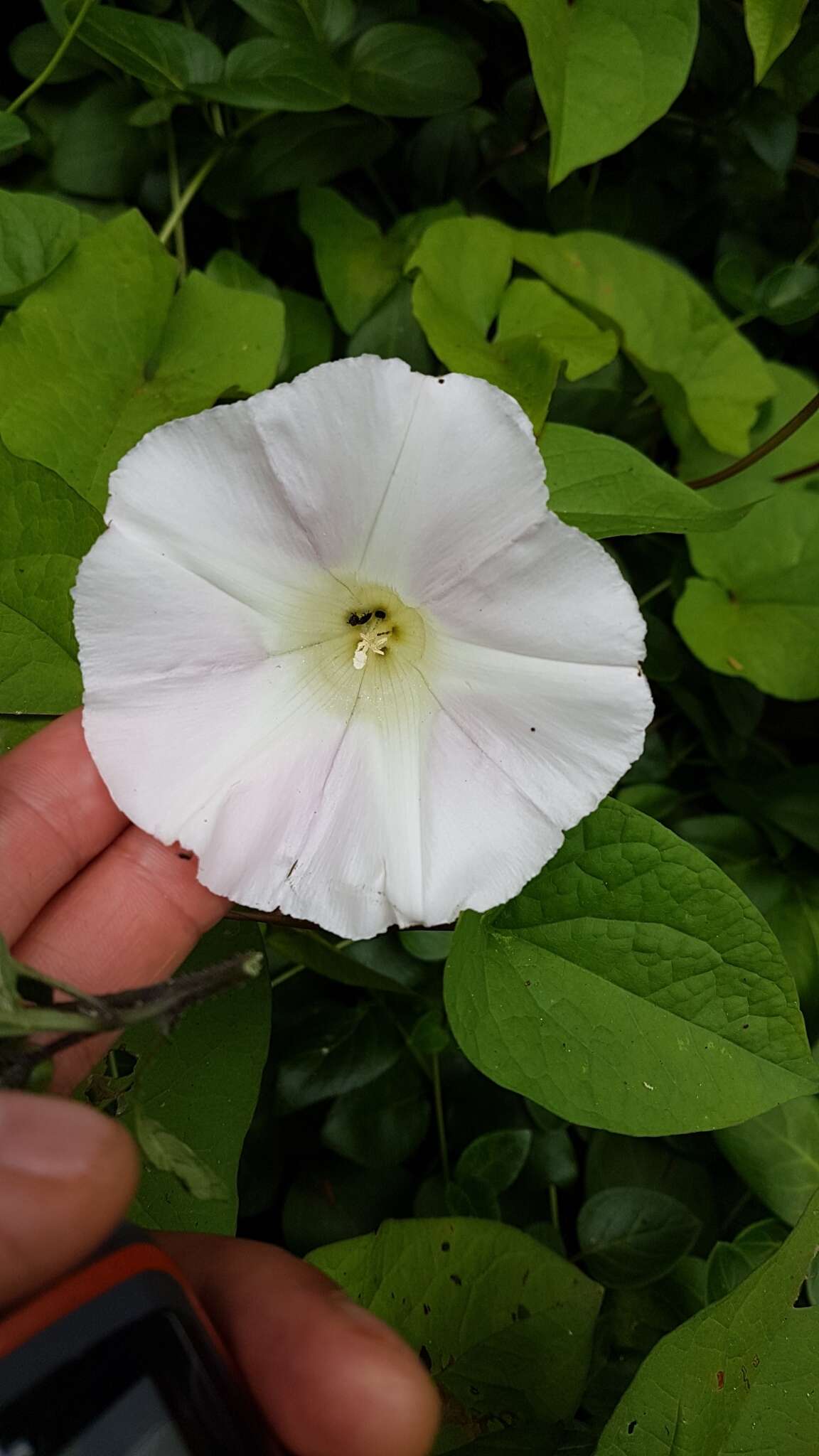 Image de Calystegia silvatica subsp. disjuncta R. K. Brummitt