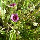 Image of Diascia diffusa Benth.