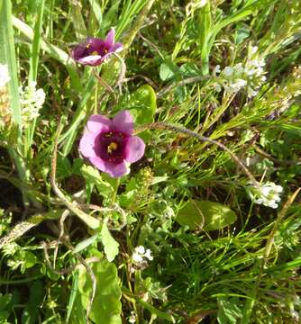 Image of Diascia diffusa Benth.