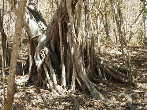 Ficus cotinifolia Kunth的圖片